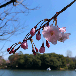 桜の俳句