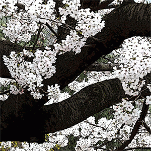 桜の俳句